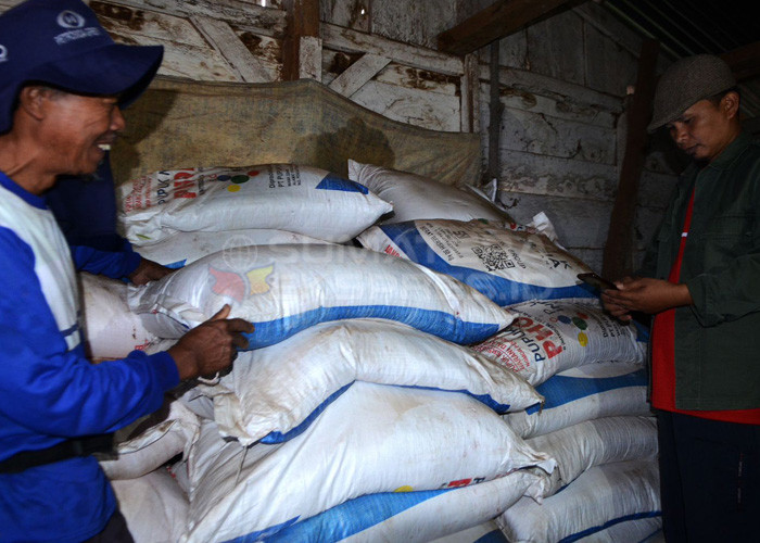 PUPUK PUSRI-Suratin bersama petani kopi lain dari Kelompok Sepakat Tani di kawasan pertanian Kopi Semendo  Desa Datar Lebar, Kecamatan Semendo Darat Ulu, Kabupaten Muara Enim, Sumsel selalu didukung dengan ketersediaan pupuk NPK Kopi Pusri. Foto : Evan Zumarli/Sumateraekspres.id