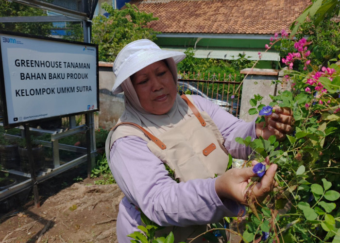 Green House Tanaman  Tingkatkan Kualitas Produk   Bahan Baku Kelompok UMKM Sutra