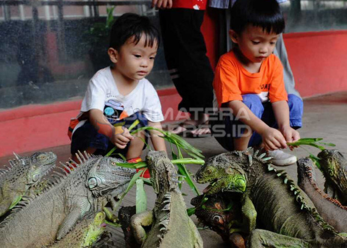 BERMAIN BERSAMA IGUNANA-Pengunjung Bird Park Opi Jakabaring bermain bersama hewan Iguna dengan memberi makan berupa sayur kangkung, Senin (25/12/2023). Bird Park menjadi salah satu wahana hiburan dan edukasi khususnya kepada anak-anak untuk mengisi liburan sekolah sekaligus berbarengan dengan libur Natal 2023 dan Tahun baru 2024.  Foto: Budiman/Sumateraekspres.id