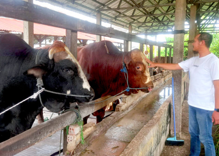 Sapi Premium 1 Ton Lebih Kerap Jadi Pesanan Presiden RI