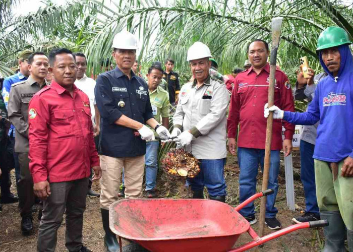 Tiga KUD Desa Karyamukti Sukses Panen Sawit Berkat Pupuk Organik dan Pendampingan Pemerintah