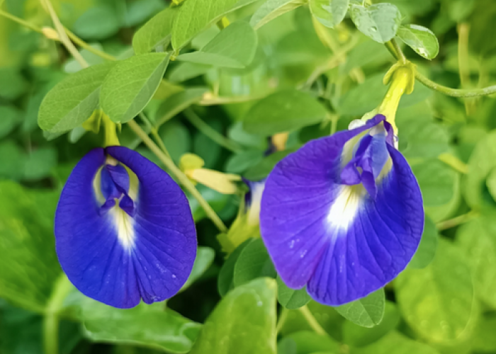 Teh Biru Bunga Telang Bikinnya Mudah, Khasiatnya tak Kaleng-Kaleng