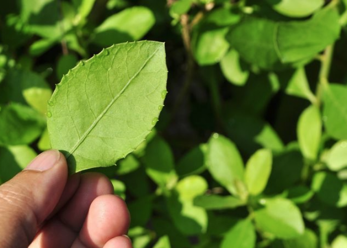 Daun Beluntas Bisa Atasi Bau Badan, Yuk Simak Caranya 