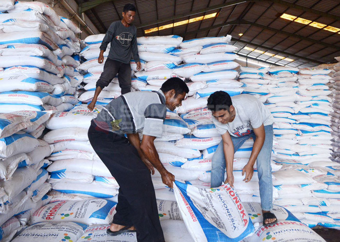 MENJAMIN KETERSEDIAAN PUPUK UNTUK PETANI-Pemakaian pupuk NPK Kopi Pusri turut berperan penting meningkatkan kesuburan tanaman kopi petani di Semendo. Melalui Program Makmur, Pupuk Indonesia sebagai Holding Company selalu menjamin ketersediaan pupuk dan melakukan pendampingan dan pelatihan. Foto : Evan Zumarli/Sumateraekspres.id