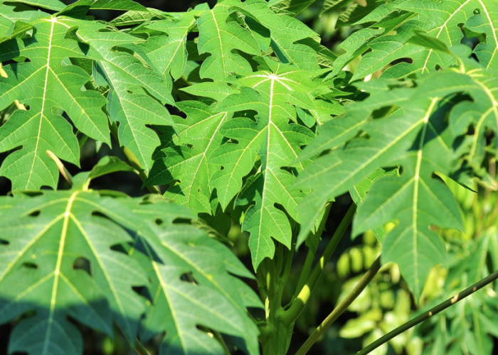 Ini Dia 9 Cara Atasi Hama Tanpa Pestisida 