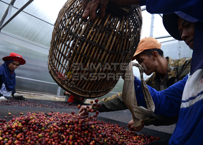 PROSES PENGERINGAN KOPI-Suratin bersama petani kopi lain dari Kelompok Sepakat Tani di kawasan pertanian Kopi Semendo  Desa Datar Lebar, Kecamatan Semendo Darat Ulu, Kabupaten Muara Enim, Sumsel melakukan penyortiran dan pengeringan kopi di dalam green house yang dibuat sendiri. Foto : Evan Zumarli/Sumateraekspres.id