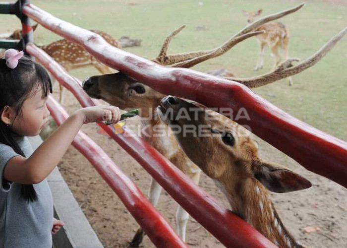 BERI MAKAN RUSA- Seorang anak memberikan makan kepada rusa di  Wahana Hiburan Bird Park di kawasan Opi Mal Jakabaring Palembang, Senin (25/12/2023). Bagi masyarakat yang ingin bermain di Bird Park dengan membayar tiket sebesar 50 Ribu Rupiah perorang,  dimana Bird Park menghadirkan berbagai hewan seperti Rusa,  Iguna, Burung, Kuda dan hewan lainnya. Foto: Budiman/Sumateraekspres.id