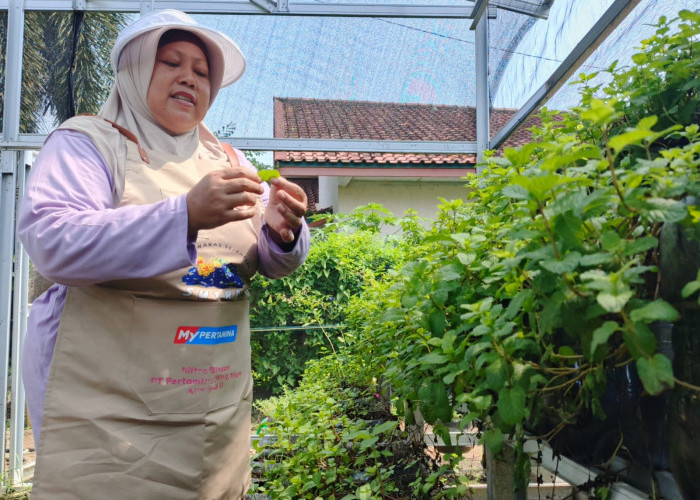 Periksa Kualitas Bahan Baku - Pekerja UMKM Sutra memeriksa Daun Mint yang akan di gunakan sebagai salah satu  bahan baku pembuatan  minuman dan makanan yang dikembangkan Kelompok UMKM Sutra. Tanaman daun mint ini di tanam dalam polybag di dalam Green House, secara rutin dan berkala selalu di periksa kualitasnya sehingga memberikan hasil terbaik untuk produk bahan bakunya. (15/10/2024)  Foto. Budiman/Sumatera Ekspres