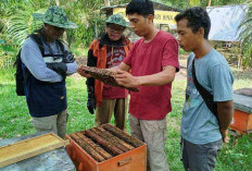 Universitas Muhammadiyah Palembang Kembangkan Usaha Lebah Madu Apis Mellifera yang Bersertifikat Halal & BPOMO