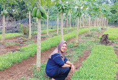 Berkebun Efektif Sistem Tumpang Sari Memanfaatkan Pekarangan Rumah 