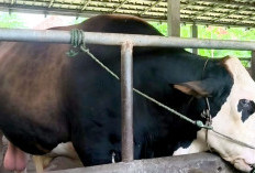 Sapi Kurban Jumbo Presiden Habiskan APBN Rp100 Miliar, Sebanyak 1.098 Ekor Disebar ke 552 Daerah