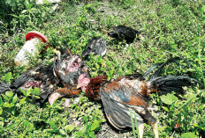 Diduga Serangan Macan Tutul, Kades Sebut Serangan Anjing