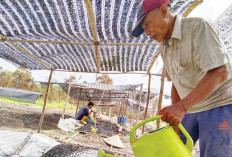 Penyemaian, Kunci Hasilkan Bibit Berkualitas