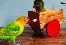 Catat, Ini Loh 6 Jenis Mainan Kesukaan Lovebird! Simak Juga Cara Ajak Bermainnya!