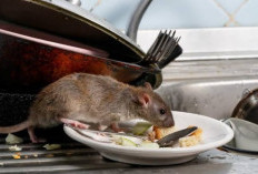Sebel Karena Dirumah Banyak Tikus? Jangan Khawatir Ini 6 Bahan Alami yang Dapat Mengusir Tikus, Dijamin Ampuh