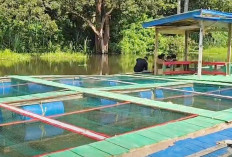 Pokdakan Karang Dapo Tebar Ribuan Bibit Ikan di Danau Rengas, Hasilkan Panen Patin 2 Ton