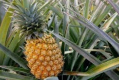 Nanas Murah Meriah, Musuh Diam-Diam Asam Urat Tinggi yang Sering Nongkrong di Pinggir Jalan