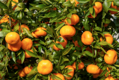 Kecil-Kecil Cabe Rawit! Jeruk Santang Madu Ternyata Ampuh Cegah Penyakit Mematikan