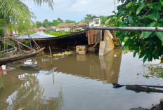 Diterjang Eceng Gondok Karena Sungai Meluap Rumah Nenek Nur Yani Roboh di Desa Belanti 
