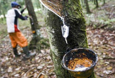Pencatatan Panen Lebih Akurat 