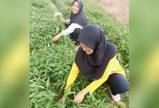 Sebelum Tanam Padi, Petani Kayuagung Raup Cuan dari Kangkung