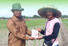 Bibit Padi Sering Tumbang, Atasi Hama Orong-Orong 