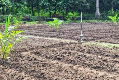 Egenom Budidayakan Melon Apollo S248 di Semidang Aji, Tahan Penyakit dan Mudah Dibudidayakan