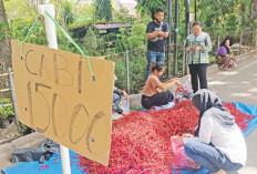 Harga Cabai Merah Anjlok