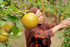 Dipercaya Bisa Atasi Batuk dan Flu