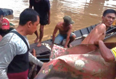 Tragis! Demi Minyak Mentah, Warga Tewas Diterkam Buaya Saat Menyeberang Sungai 