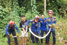 Evakuasi Cepat Damkar Palembang Amankan Ular Sanca Beserta Telurnya