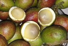 Buah Matoa, Rahasia Nutrisi dan Manfaat Kesehatan dari Papua