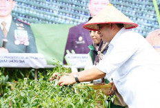 Bupati Banyuasin Panen 4 Ton Cabai, Perkuat Ketahanan Pangan Daerah