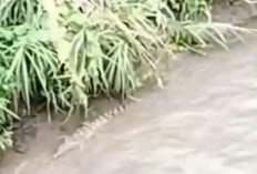 Buaya Dua Meter Muncul di Sungai Lematang, Warga Ulak Lebar Diliputi Cemas
