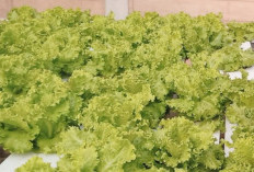 Selada, Sayuran Hijau yang Sering Ditemukan pada Berbagai Makanan, Ternyata Memiliki 11 Manfaat untuk Tubuh