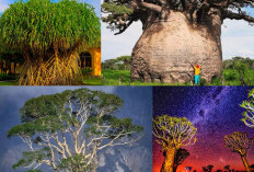 7 Jenis Pohon Paling Langka dan Unik di Dunia, Ada yang Bisa Jalan
