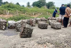 Kenaikan Harga Karet Menghidupkan Kembali Semangat Petani Muratara