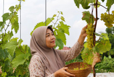 Rajin Perawatan, Pangkas Tunas Berlebih, Tanam Anggur di Sela Teras Rumah