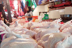Rekor, Ayam Potong Rp40 Ribu, Bikin Pembeli Menjerit di Hari Pertama Puasa
