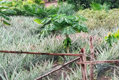 Sulap Semak Belukar Jadi Ladang Cuan