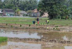  Stok Pupuk Subsidi Aman, Petani Diminta  Tebus Sesuai RDKK