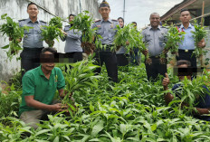 Setelah Ikan Lele, Rutan Palembang Panen Kacang Panjang dan Kangkung Hasil dari WBP