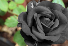 Makna Tersembunyi di Balik Keindahan Bunga Mawar Hitam: Simbol Kesetiaan, Kekuatan, dan Awal Baru