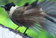 Aktif, Cantik, dan Ceria: Yuk, Pahami Lebih Dalam Sifat dan Karakteristik Burung Kutilang!