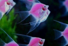 Keberuntungan atau Keyakinan? Yuk, Menilik Mitos Ikan Manfish sebagai Pembawa Keberuntungan!