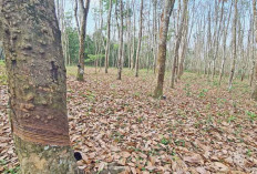 Kemarau, Produksi Karet di OKU Timur Mulai Merosot