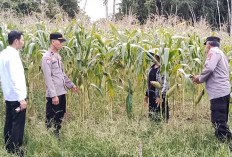 Siap Hasilkan Panen Raya Jagung   //Perkuat Ketahanan Pangan