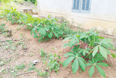 Pilih Singkong, Tak Perlu Perawatan Rumit