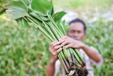 Inovasi Eceng Gondok Raih Penghargaan Emas