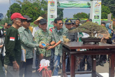 Bonsai Mewah Senilai Mobil Pajero Hiasi Kontes Nasional Wali Kota Cup Lubuklinggau